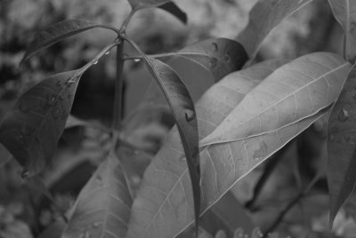 Patio Houseplants II