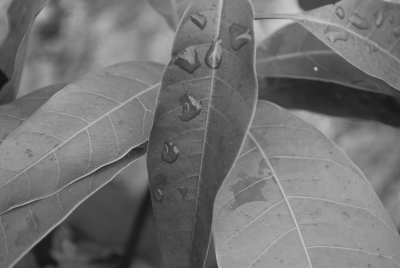 Patio Houseplants I