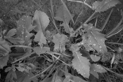 Patio Weeds