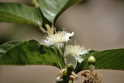 Buds and Flowers