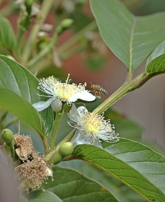 Goiba Bee