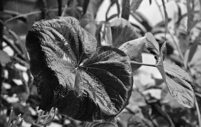 Rain Leaf