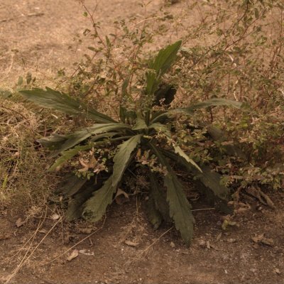 Plants in Pavement