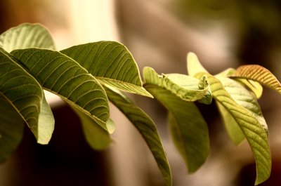 Psidium guajava