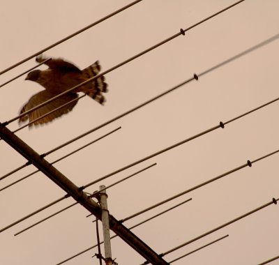 Unidentified Bird