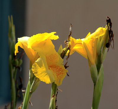 Lilies (V)