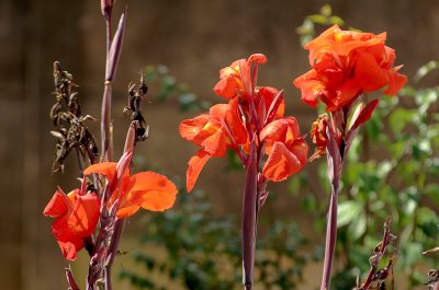 Lilies (IV)