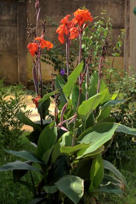 Lilies (III)