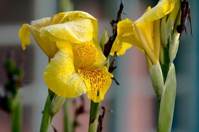 Lilies (II)