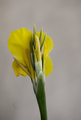 Yellow Lily
