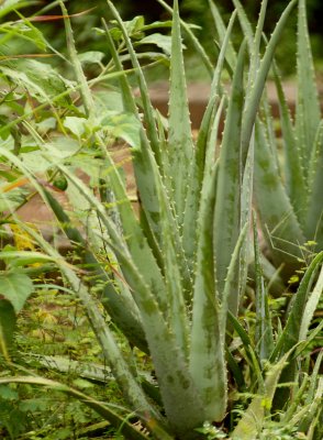 Aloe