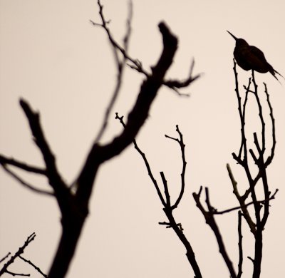 The Bird