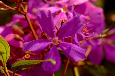 Purps (I)