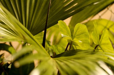 Leafscape