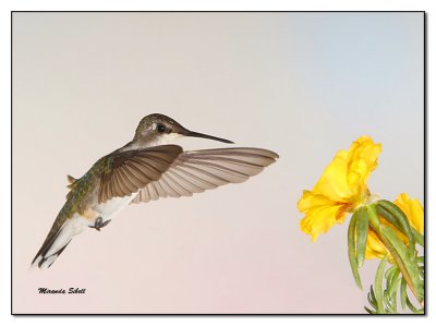 RTHummingbird6-1.jpg