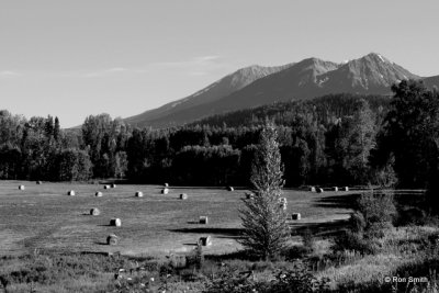 Hay Field, Smithers BC