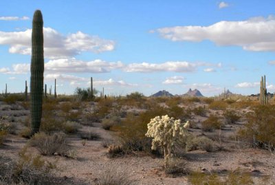 Sonora Cholla