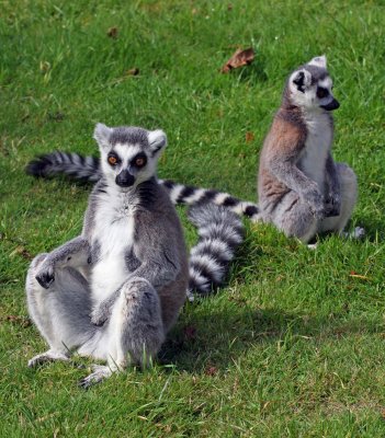 Lemurs