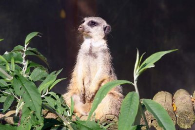 Meercat