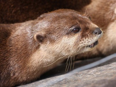Otter