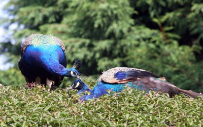 Peacocks