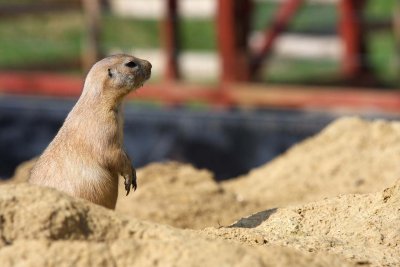 Prarie Dog