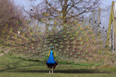 Peacock