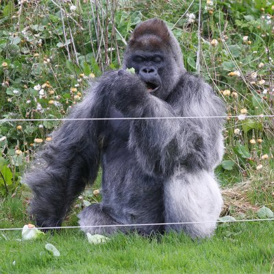Longleat Gorilla