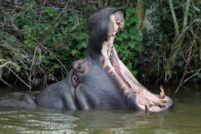 Longleat Hippo