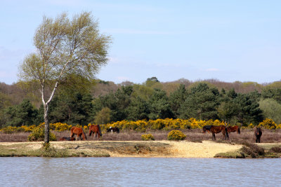 New Forest View