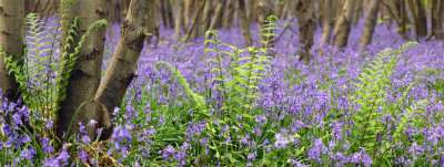 bluebell pano
