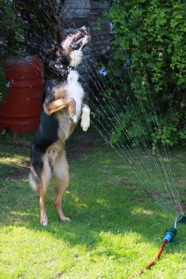 Water the lawn...and the dog, problem solved.