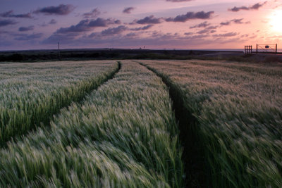 Windswept Crops