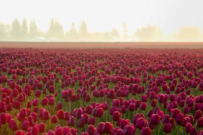 Skagit Valley Tulip Festival 2009