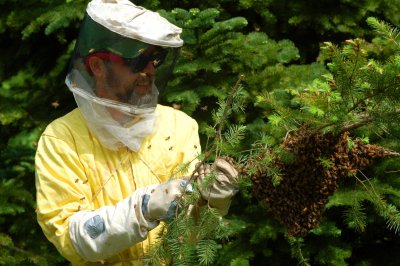 Honey Bee Swarm