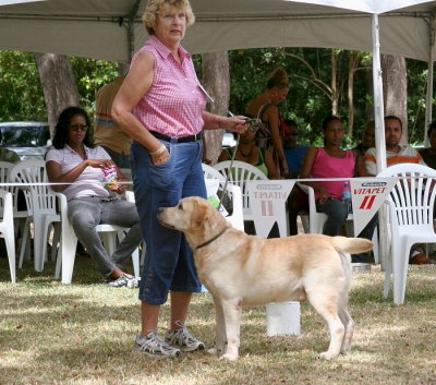 Labrador Retreiver