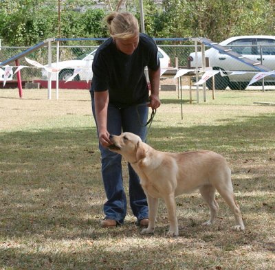 Labrador Retreiver