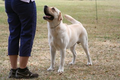 Labrador Retreiver