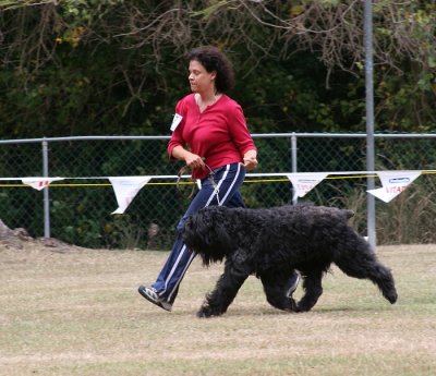 Bouvier Des Flandres