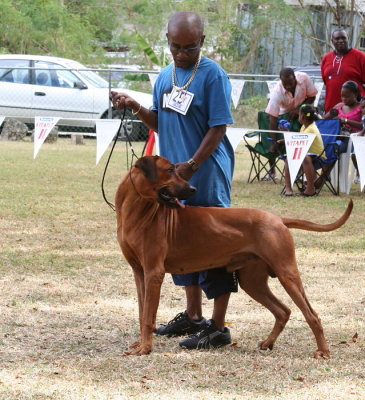 Barbados Kennel Club Dog Show March 2009