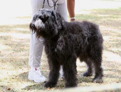 Bouvier Des Flandres