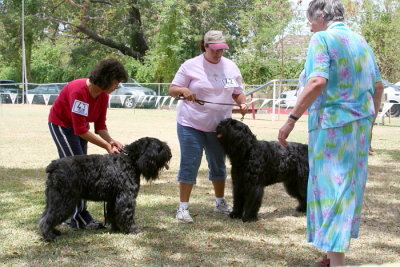 Bouvier Des Flandres