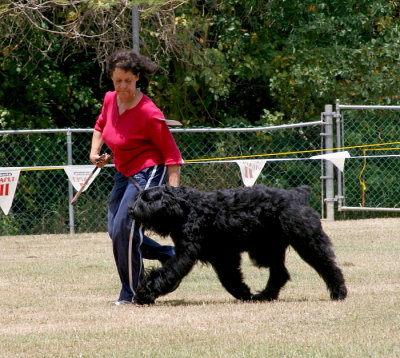 Bouvier Des Flandres