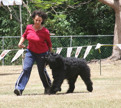 Bouvier Des Flandres