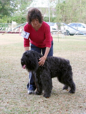 Bouvier Des Flandres