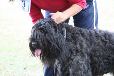 Bouvier Des Flandres