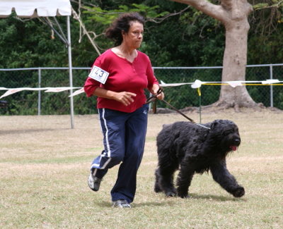 Bouvier Des Flandres