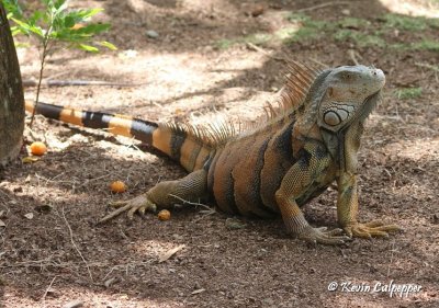 Iguana (Roatan)