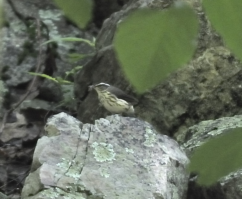 Louisiana Waterthrush