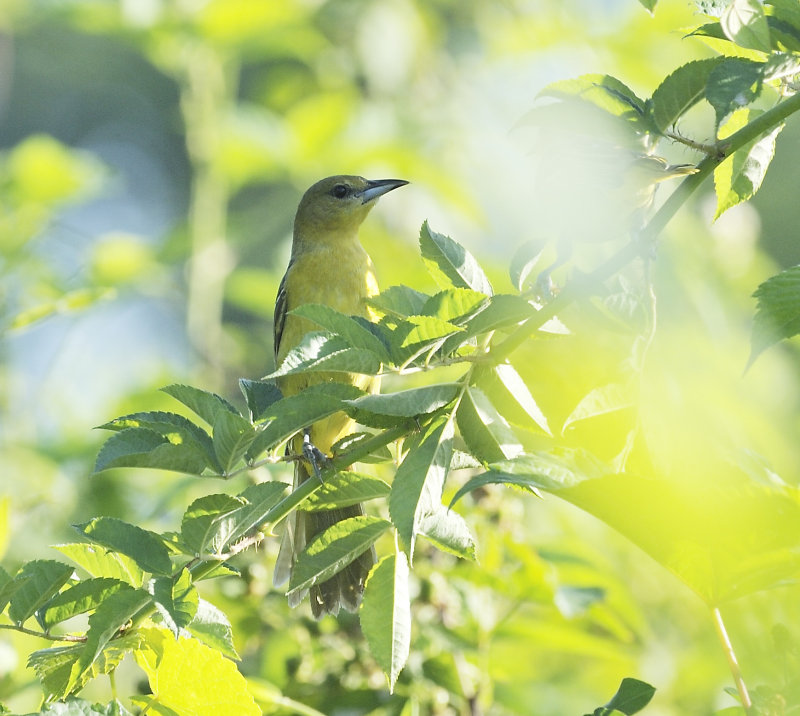 Orchard Oriole (Female)